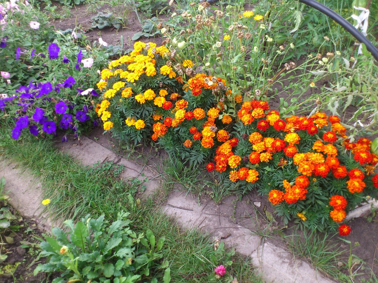 Бархатцы Бонанза микс