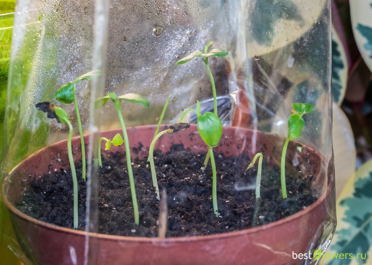 Маракуйя Орхидея пачули