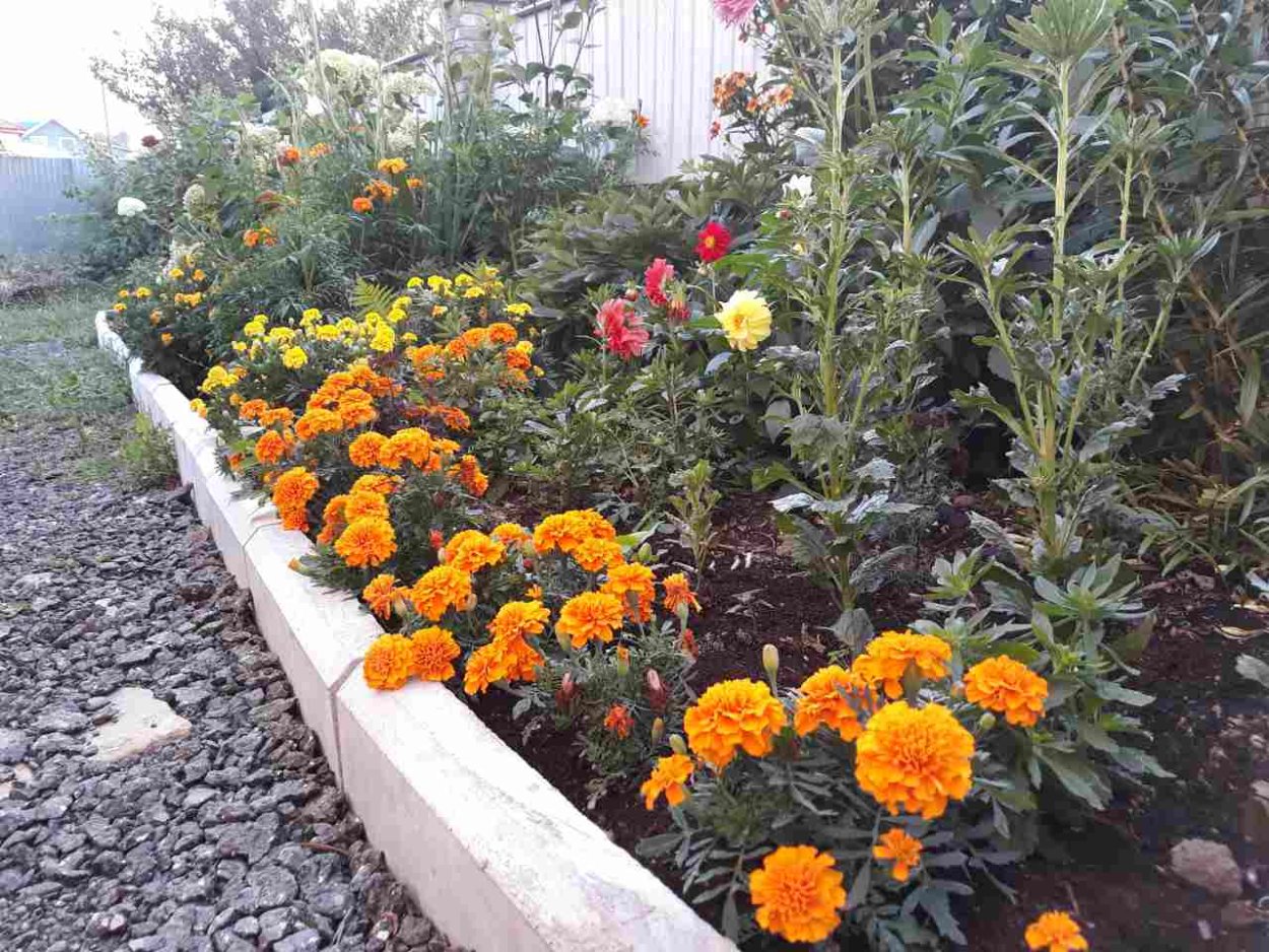 Колеус и цинерария