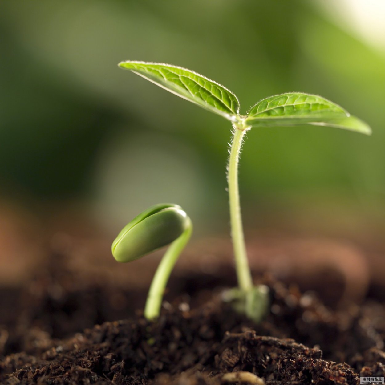 Авокадо бонсай