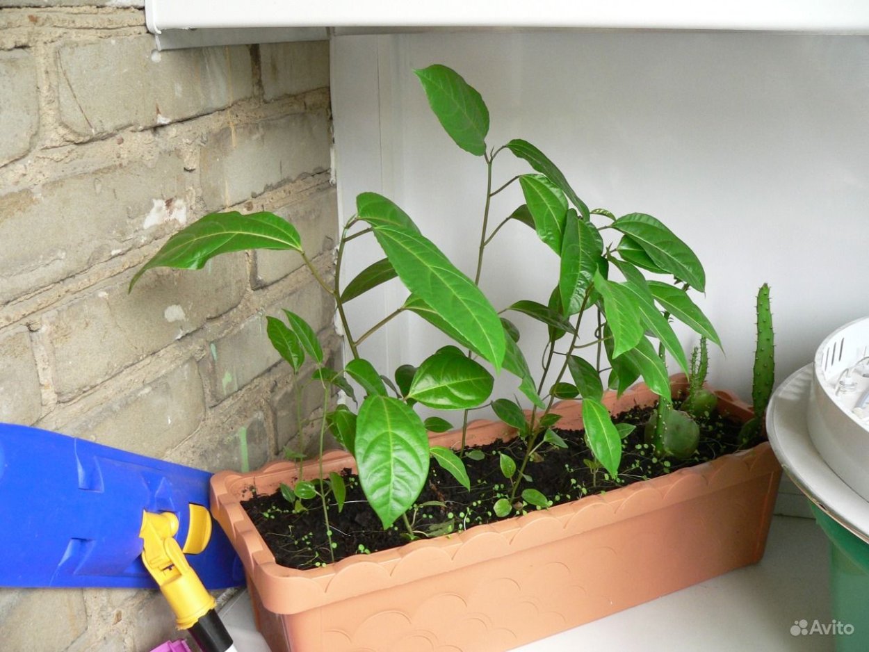 Росток маракуйи