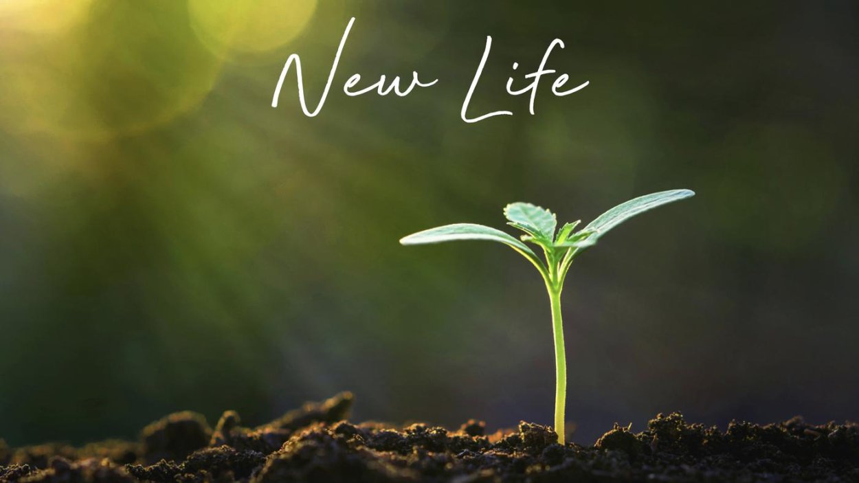 Микрозелень прорастание