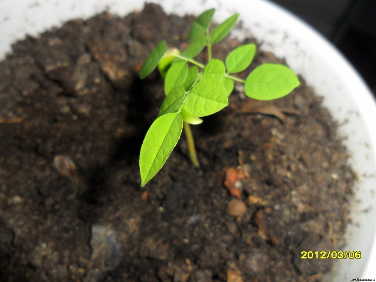 Семена ростки