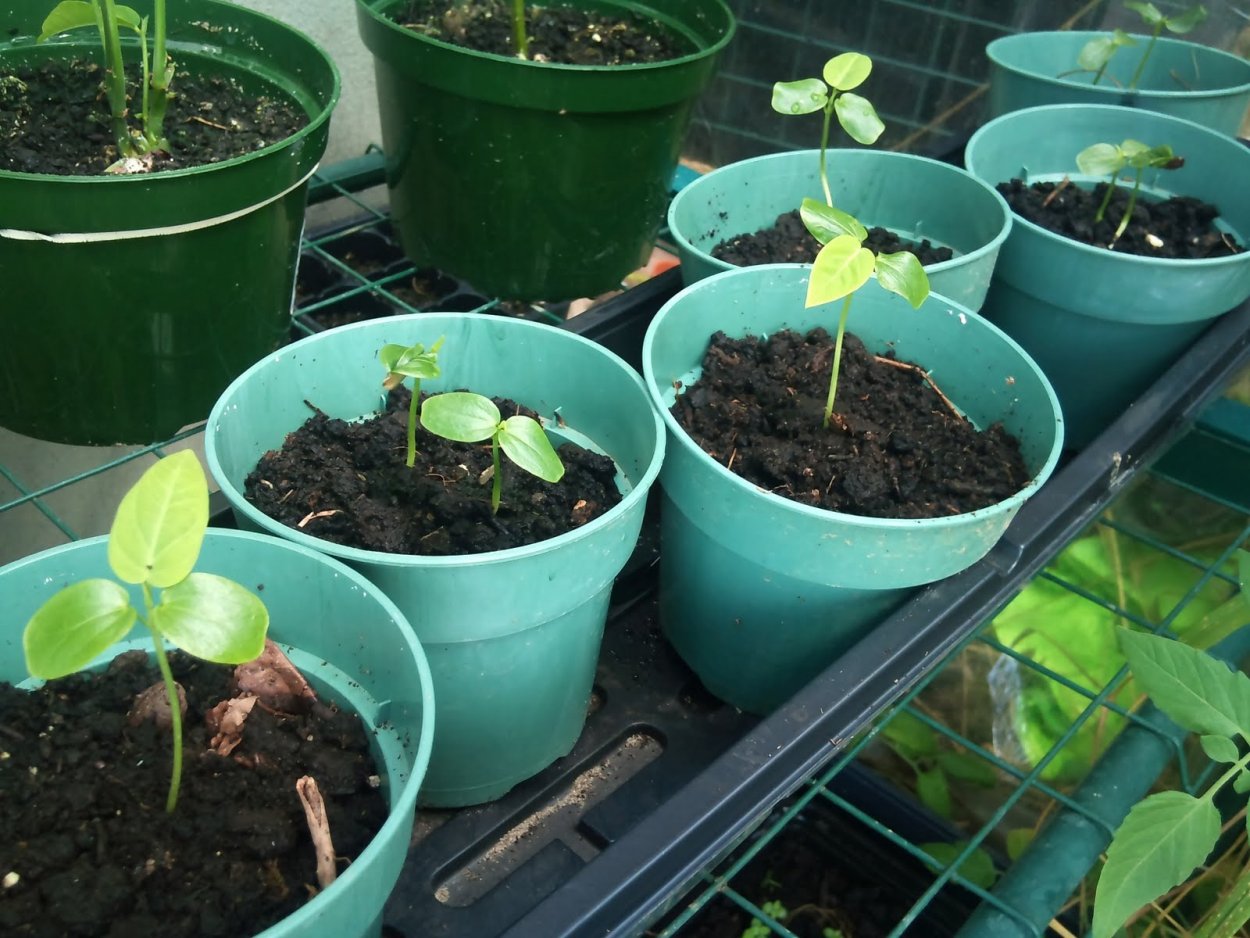 Пассифлора голубая сеянцы