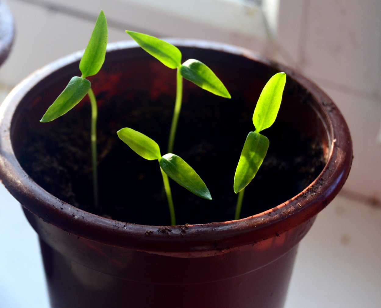 Семена хлопчатника всхода