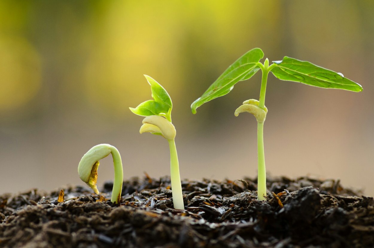 Северная маракуйя маракуйя