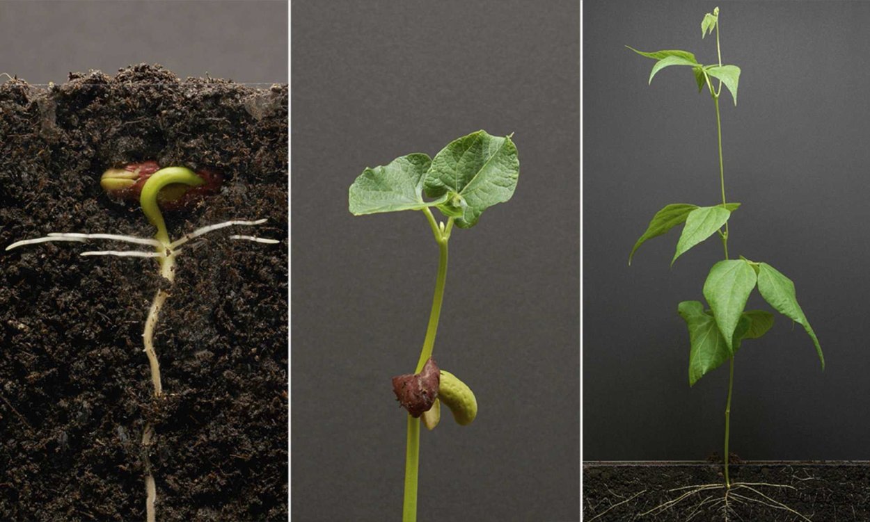 Росток плодоносный Иосиф