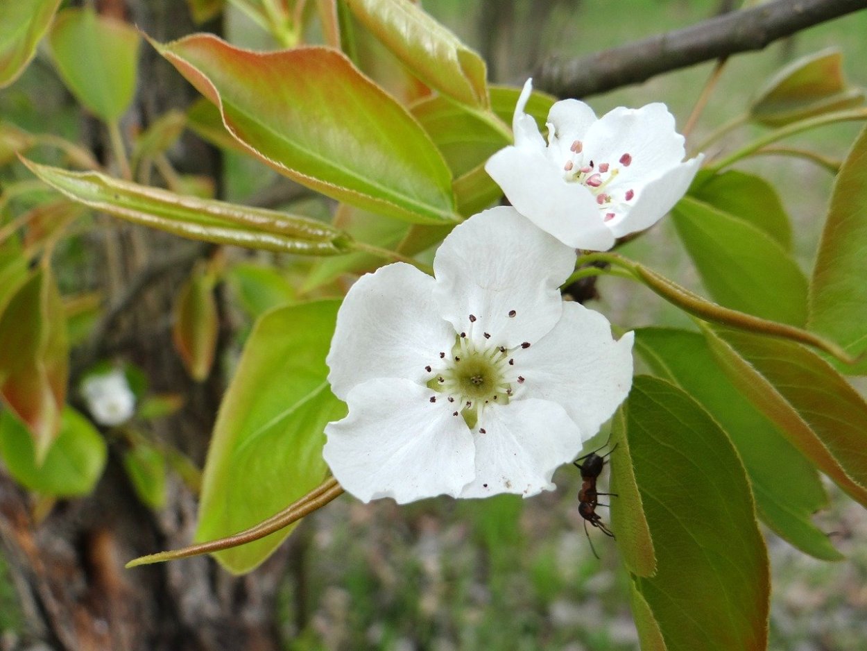 ПУСТОЦВЕТ на яблоне