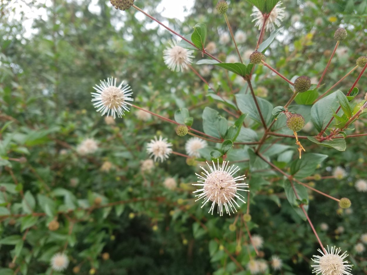 Маргаритка кустарник, дерево