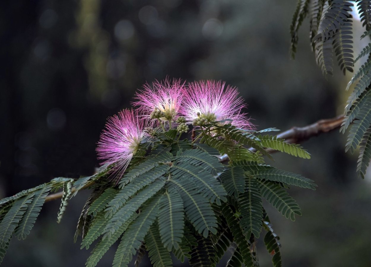 Африканская длиннолистная Акация