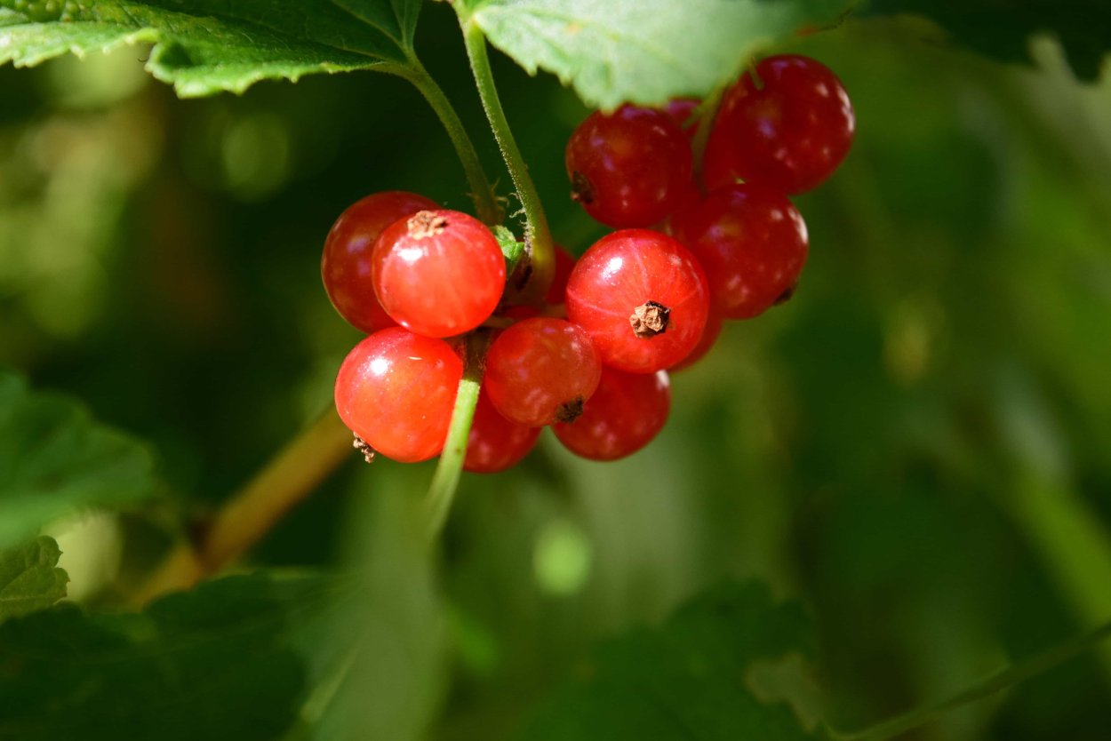 Ягода похожая на красную смородину