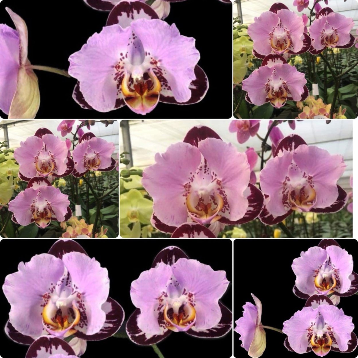 Орхидея Phalaenopsis Kellion
