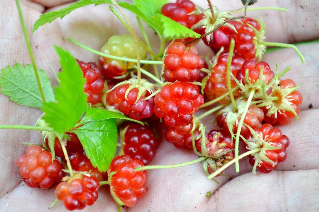 Княженика Царская