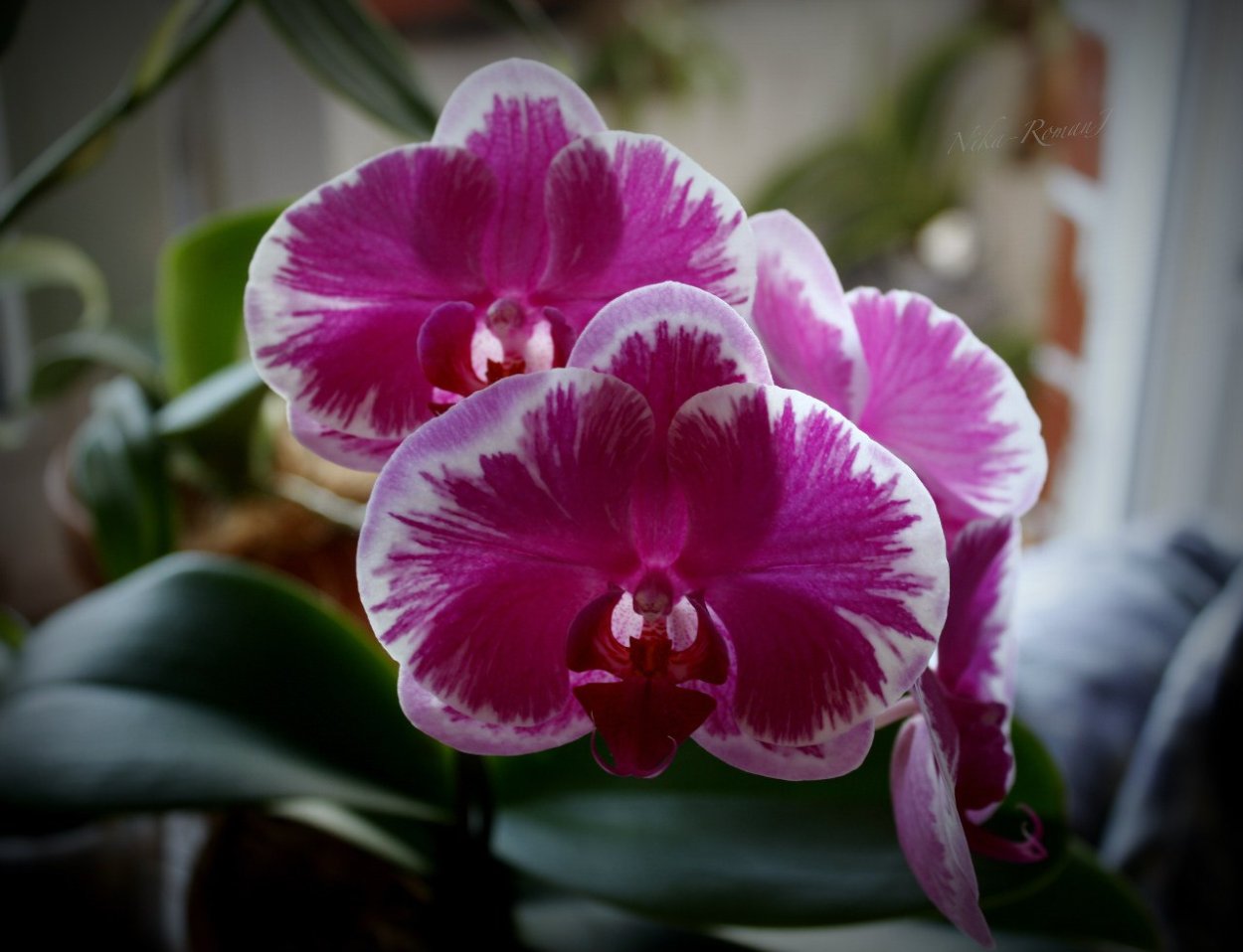 Орхидея ambiance Phalaenopsis