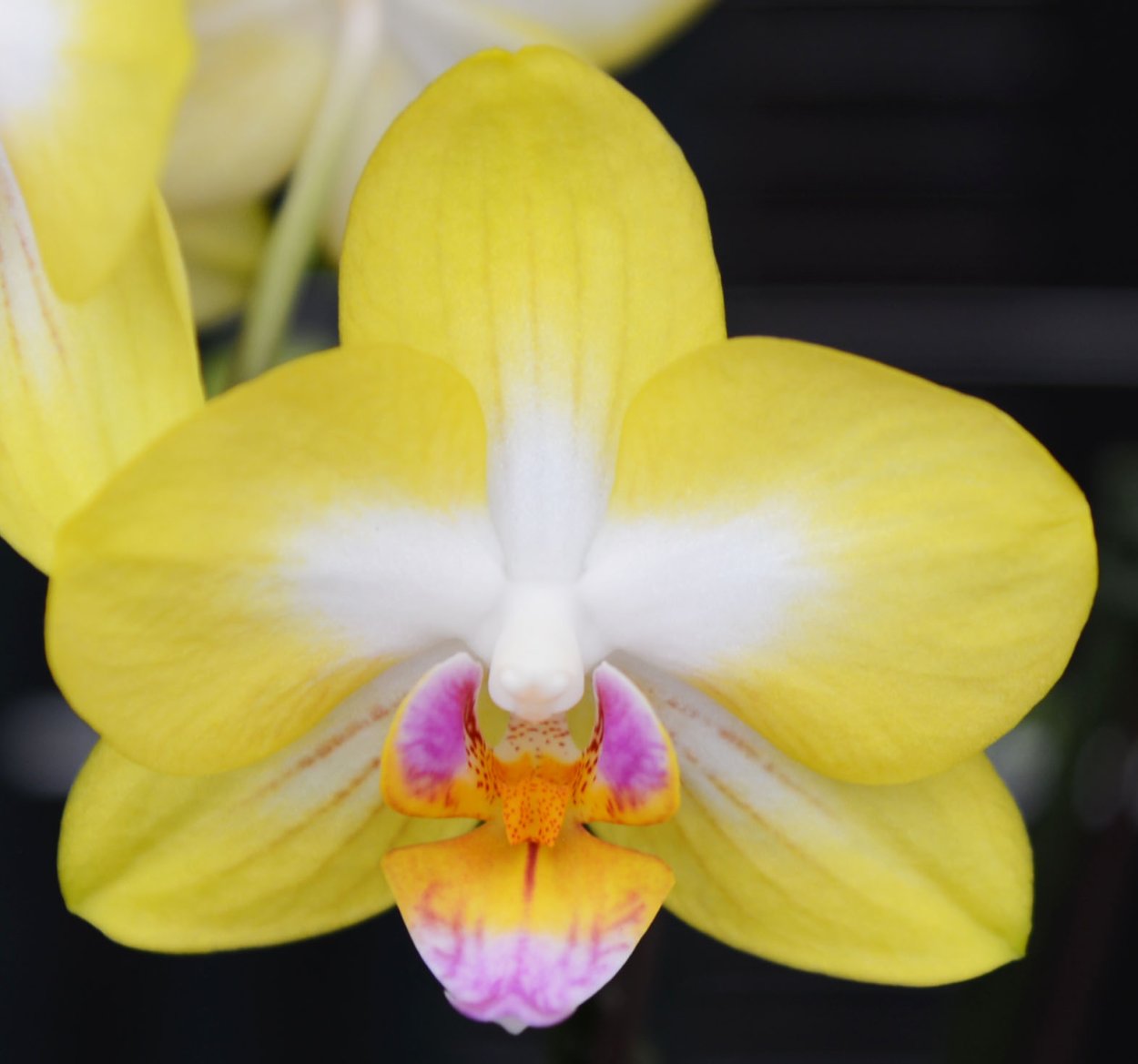 Орхидея Green Earth