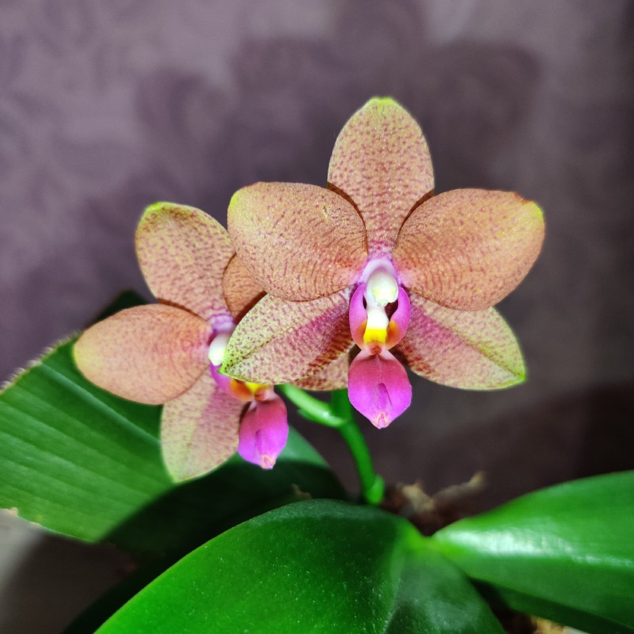 Орхидея интрига