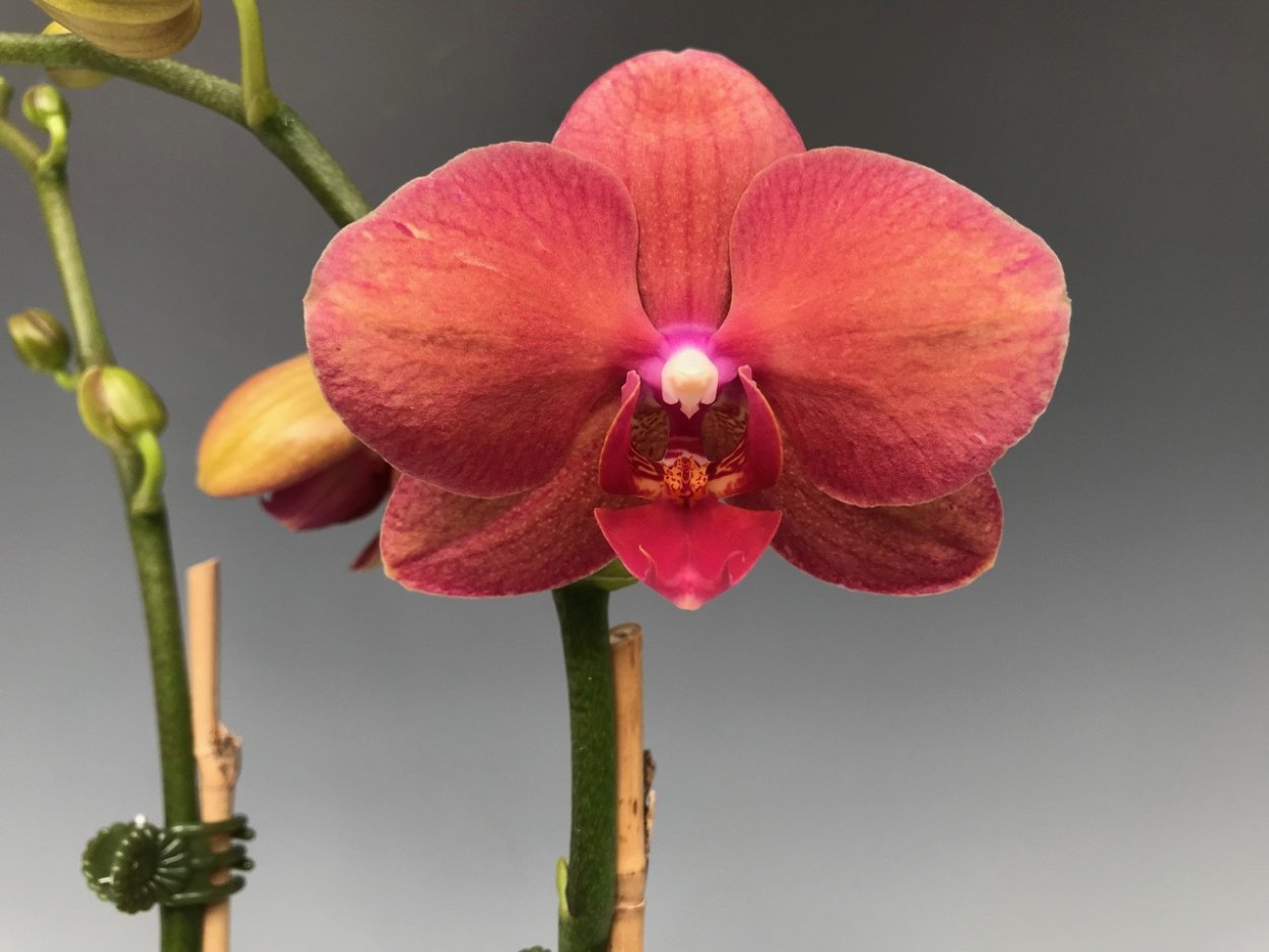 Фаленопсис азиатская интрига