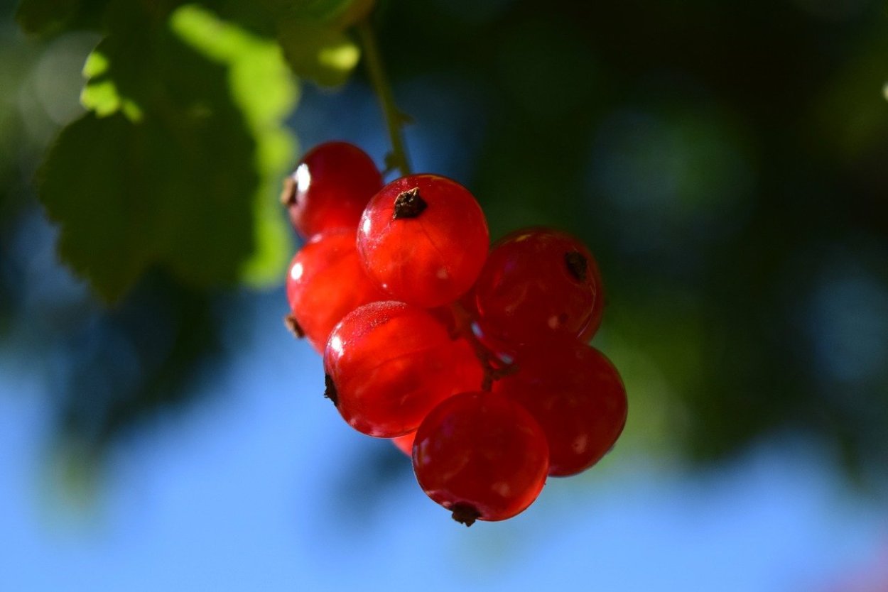 Ярко красная ягода