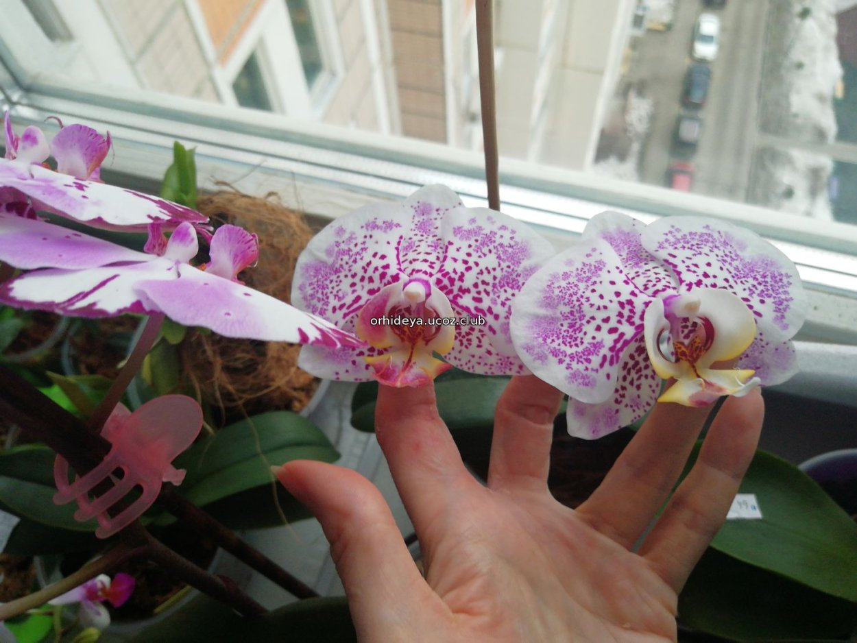 Фаленопсис Канкун