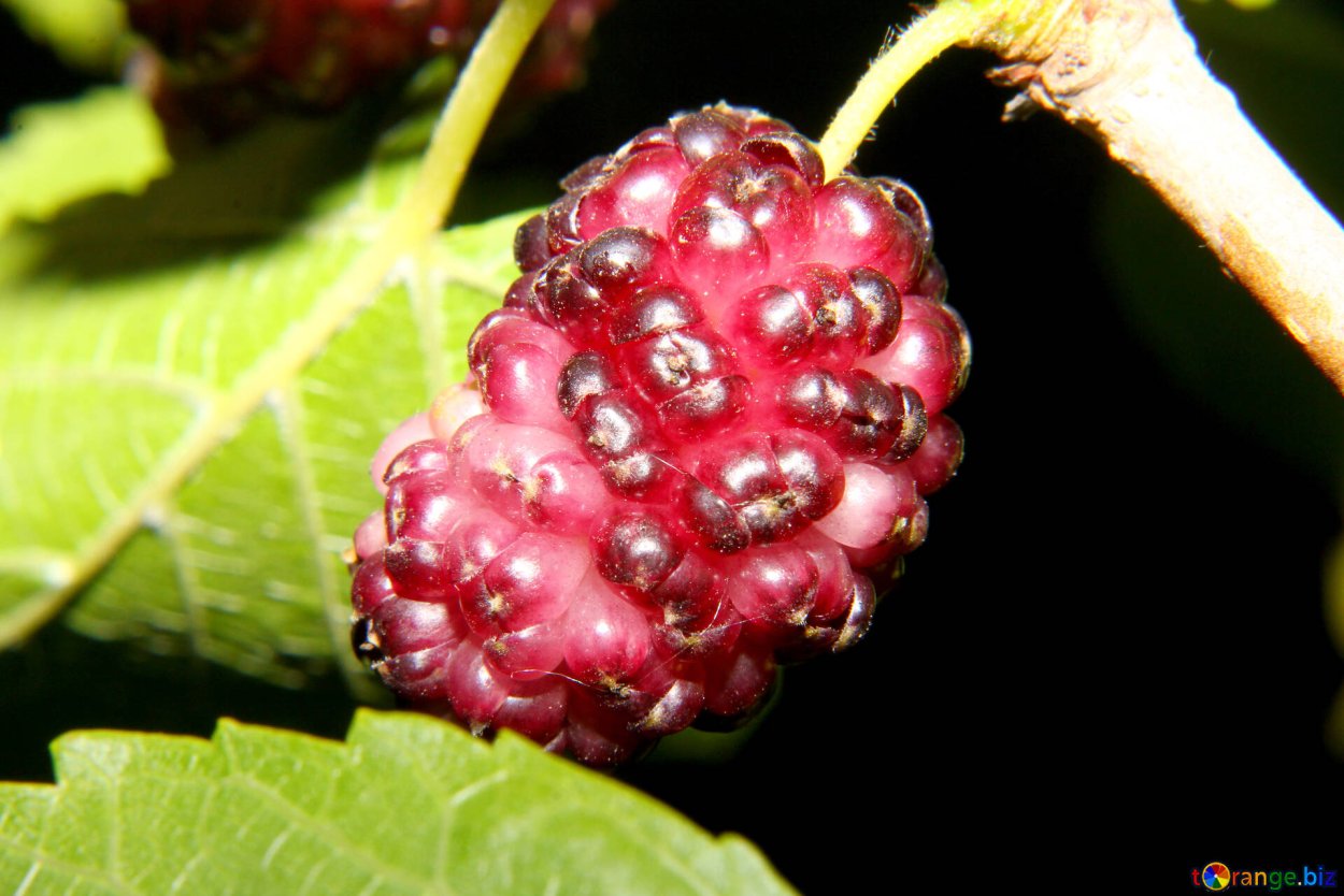 Mulberry Berry