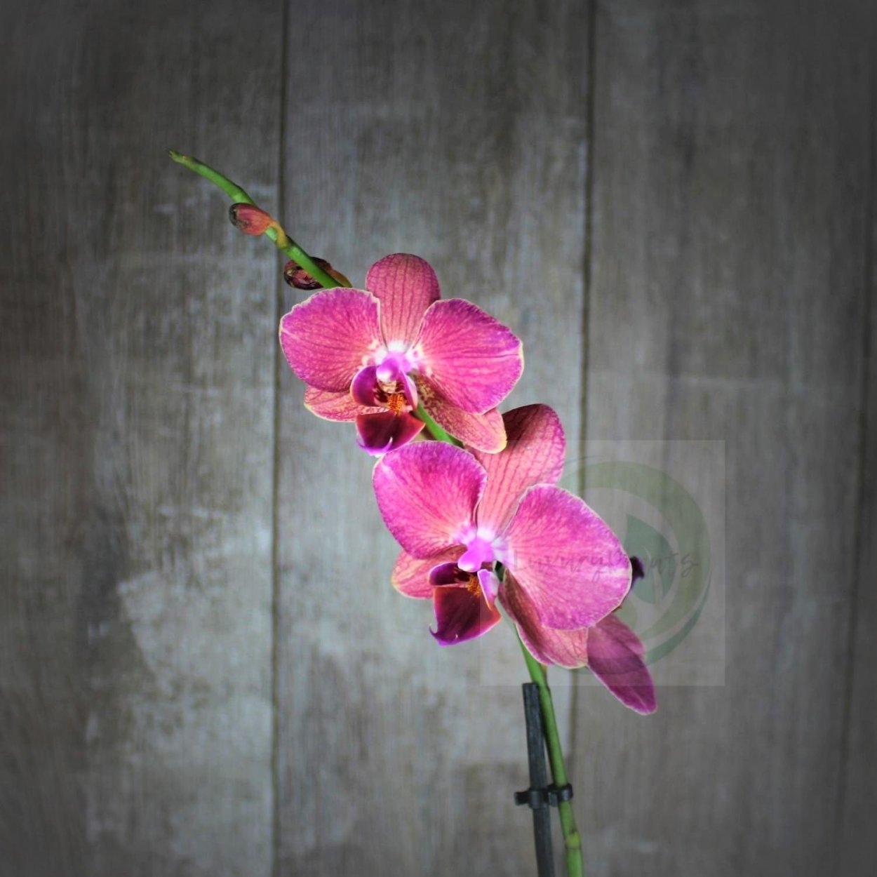 Фаленопсис Свит Кэнди