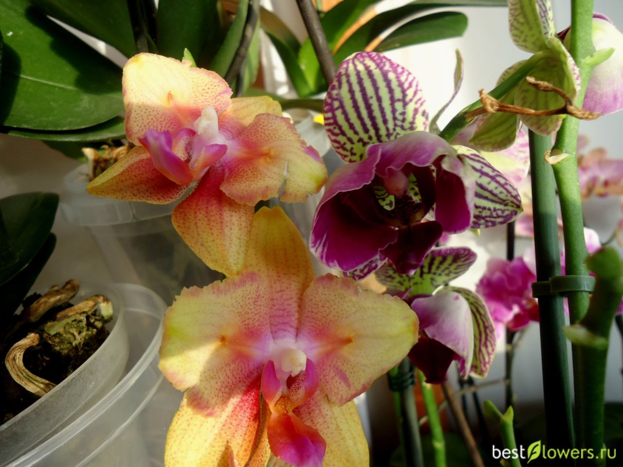 Фаленопсис Рефлекшн