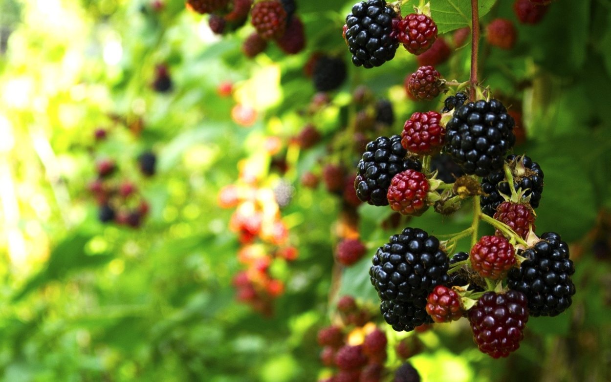 Садовые ягоды