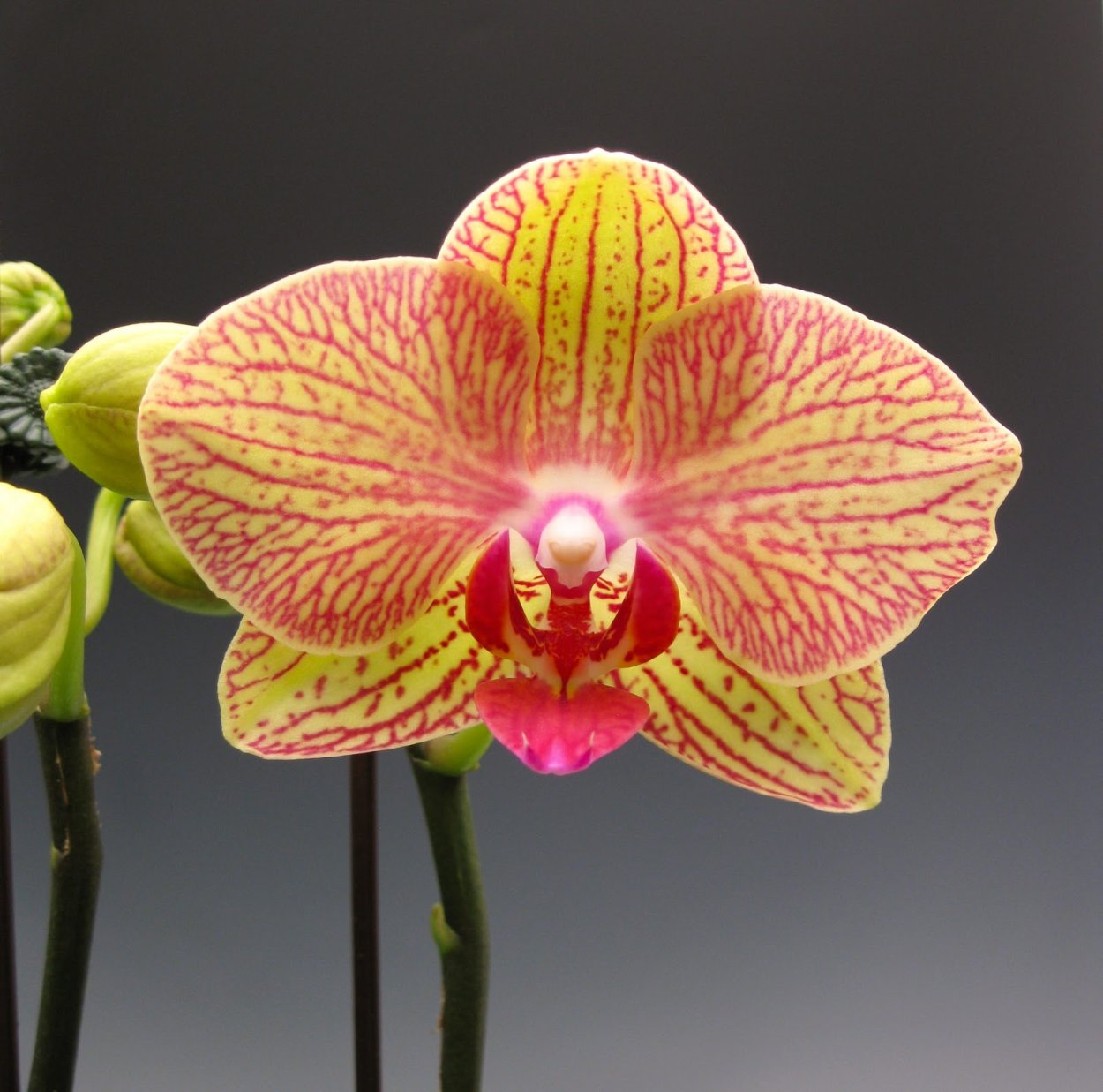 Фаленопсис Sara blush