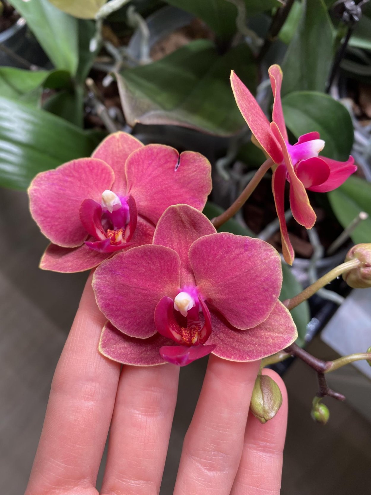 Фаленопсис Marillion