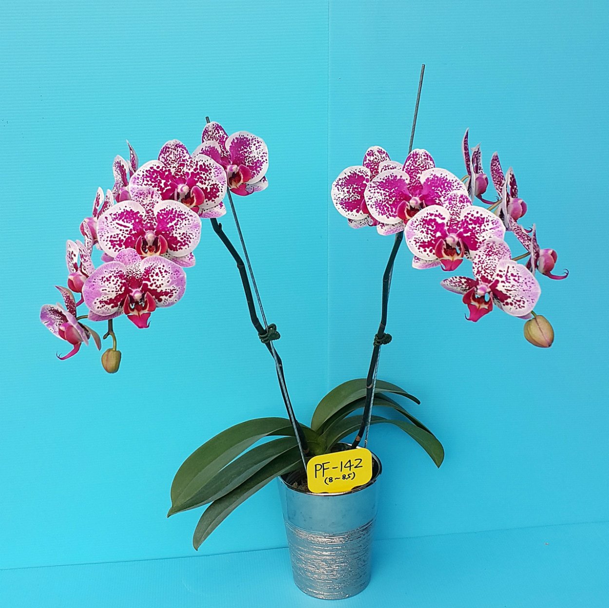 Фаленопсис Голден леопард