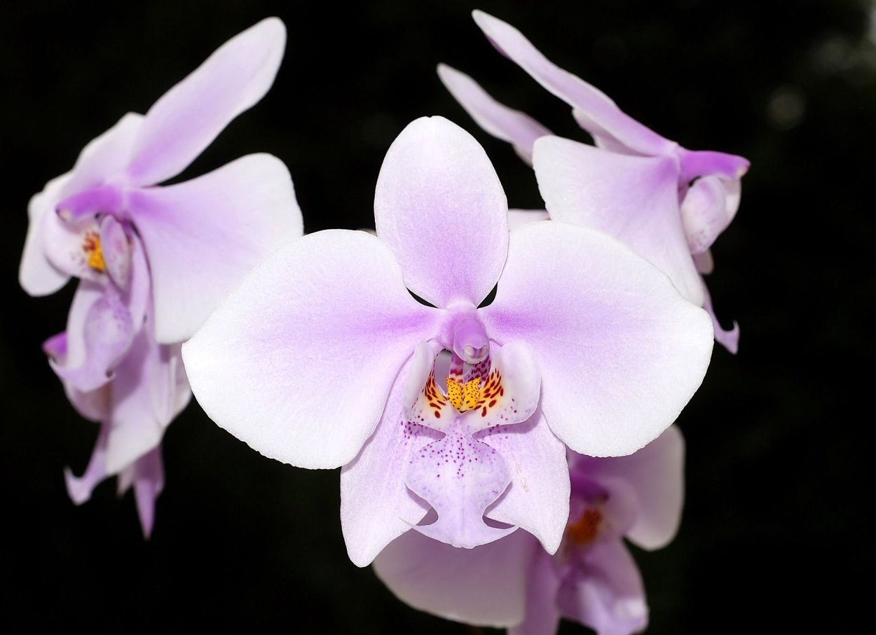 Phal Allura exotic Dancer Орхидея