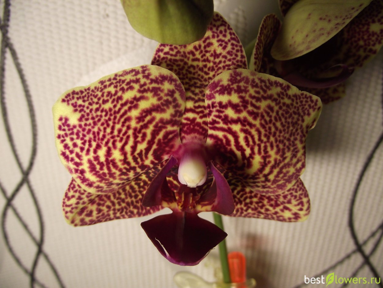 Фаленопсис lobbii