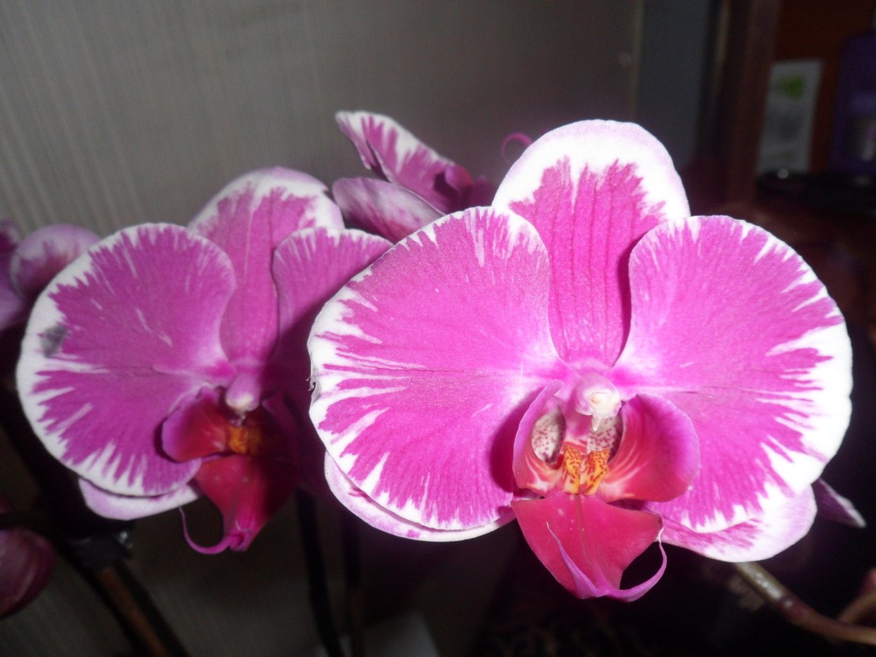 Орхидея фаленопсис Шиллера