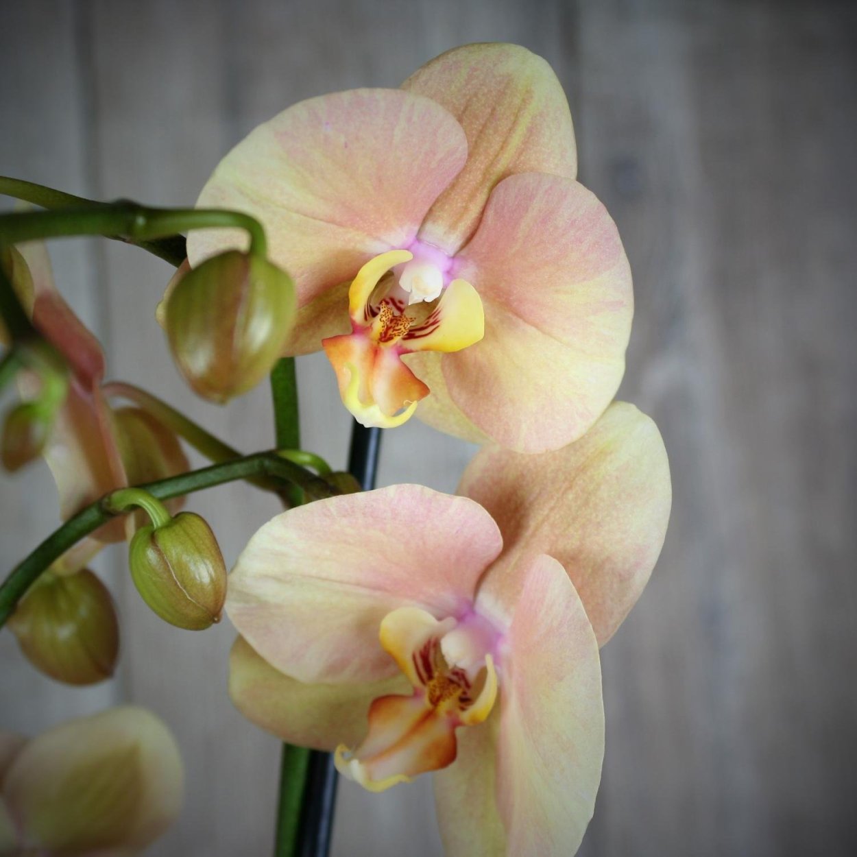 RLC. Village Chief North