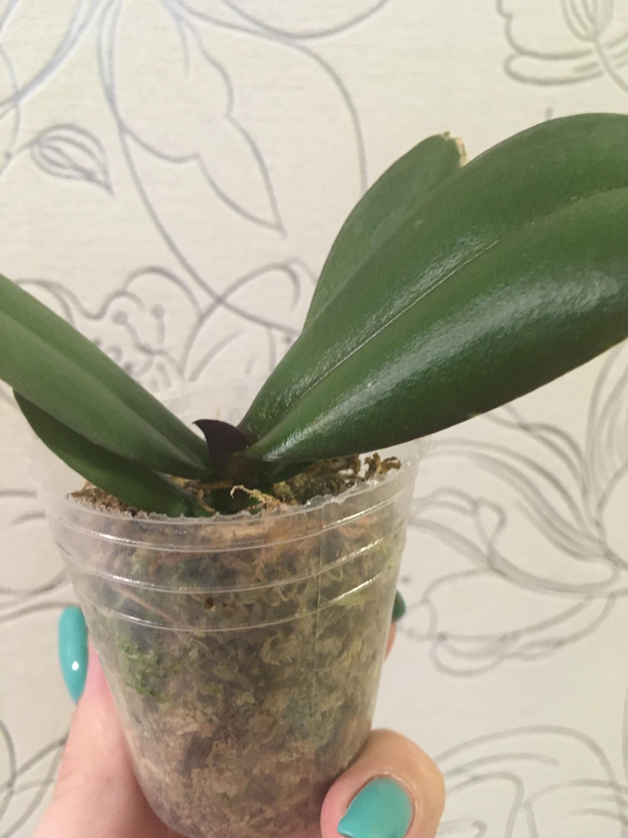 Фаленопсис Армион