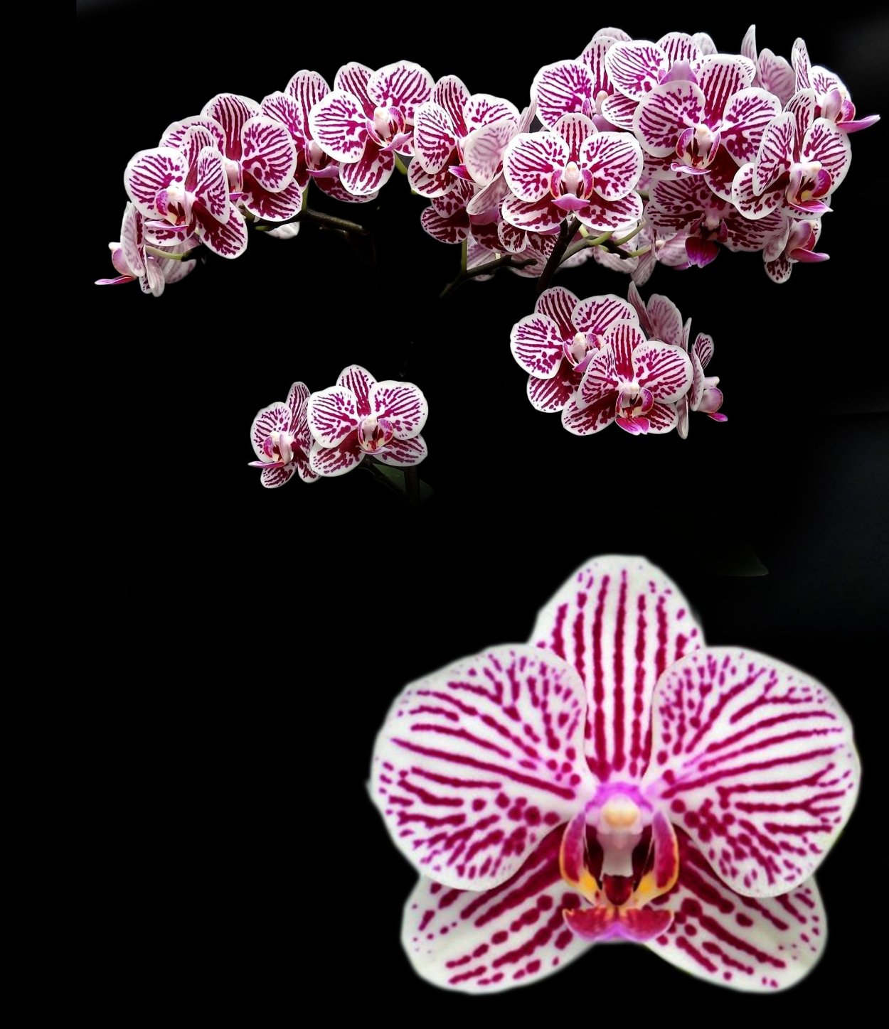 Орхидея фаленопсис пелорик