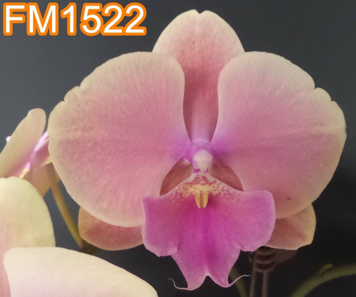 Фаленопсис Бьюти Даймонд