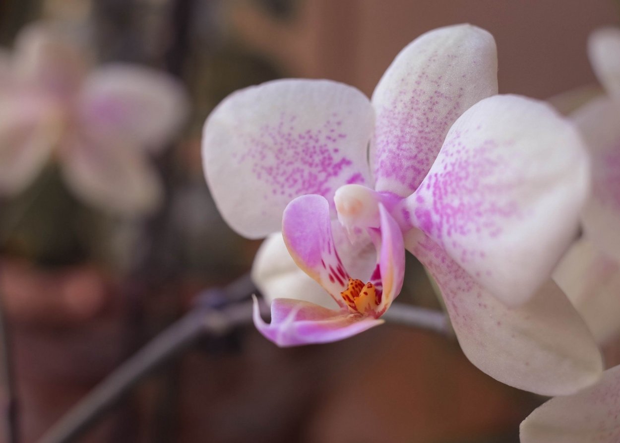 Орхидея Phalaenopsis Manila