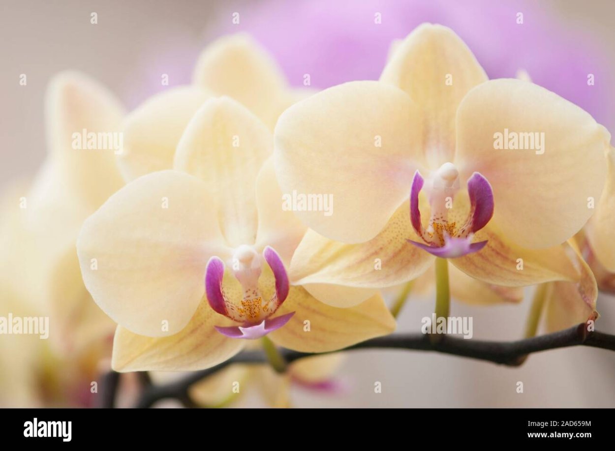 Орхидея Papagayo