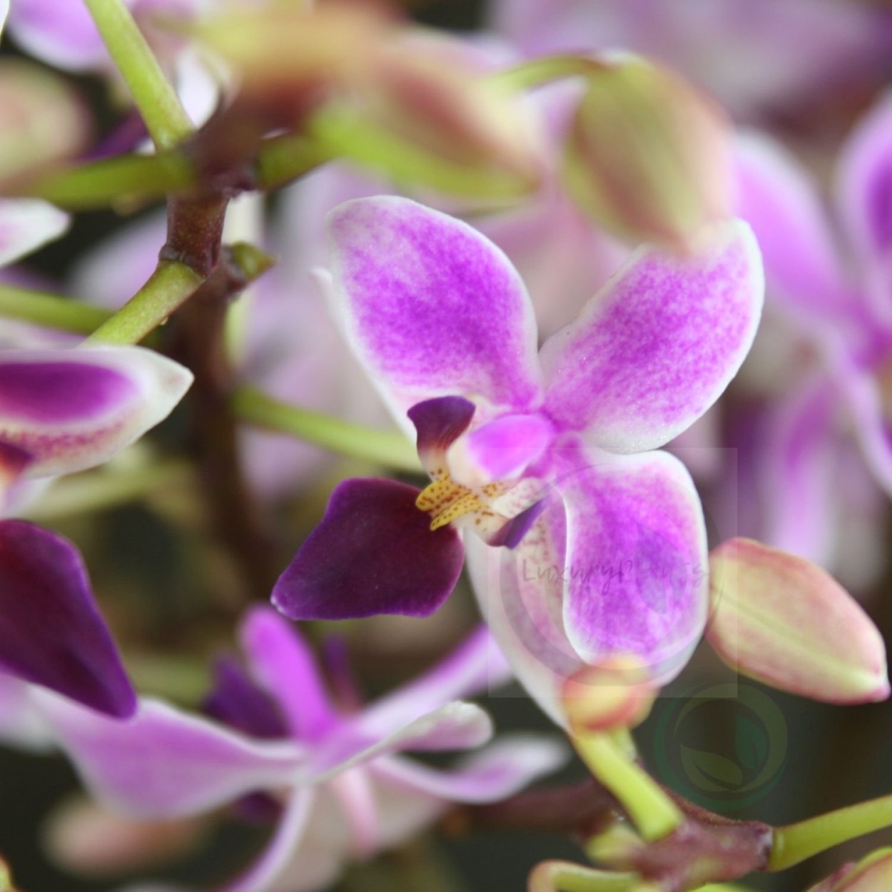 Орхидея Levante