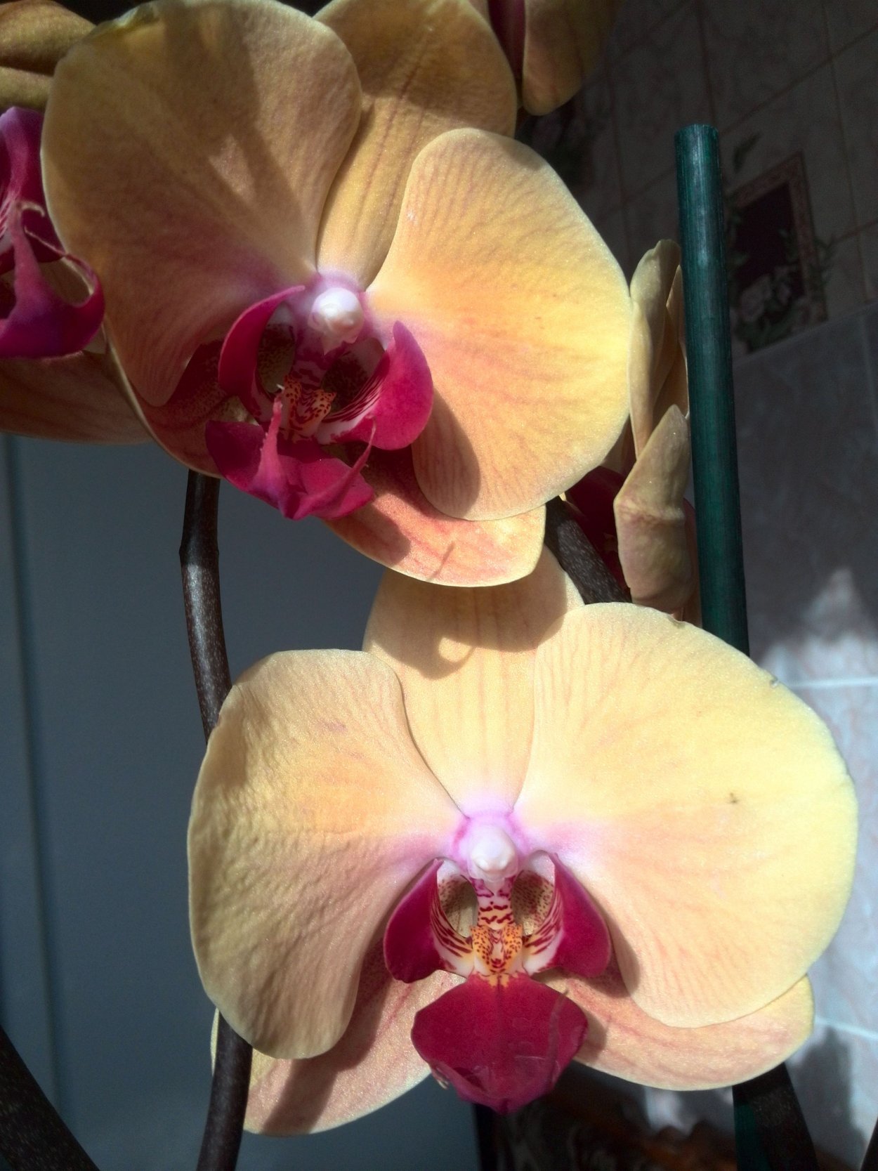 Фаленопсис Рейнбоу