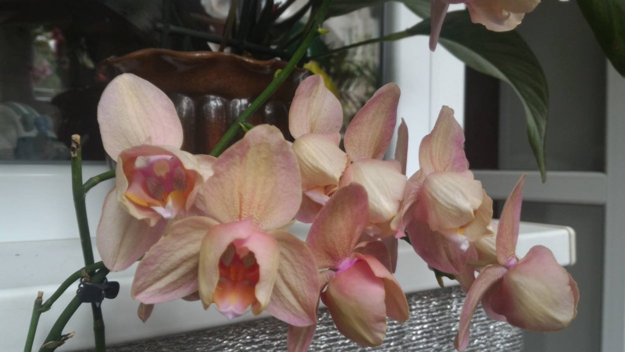 Phal. Chialin Rainbow (peloric - 2 Eyes)