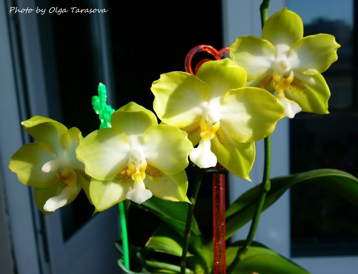 Фаленопсис легато пелорик