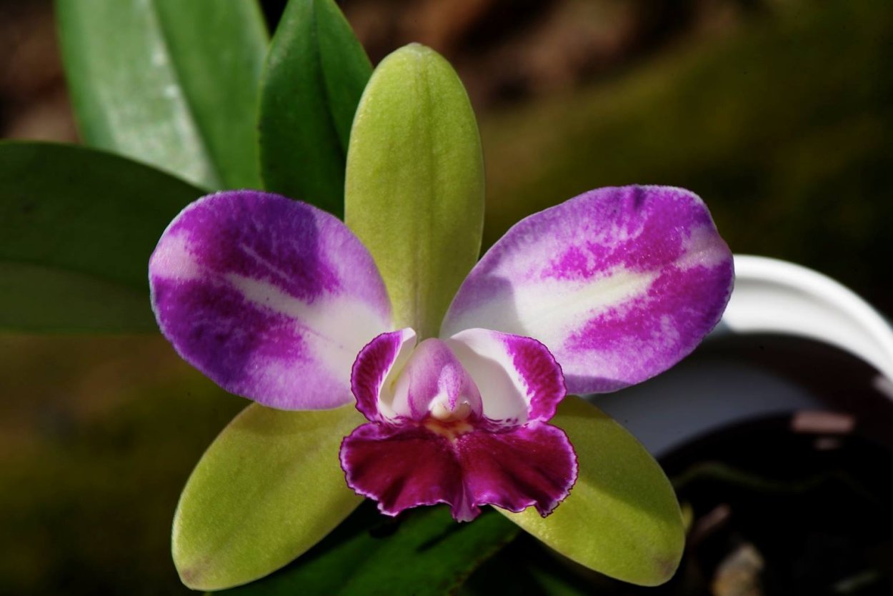 Фаленопсис Golden