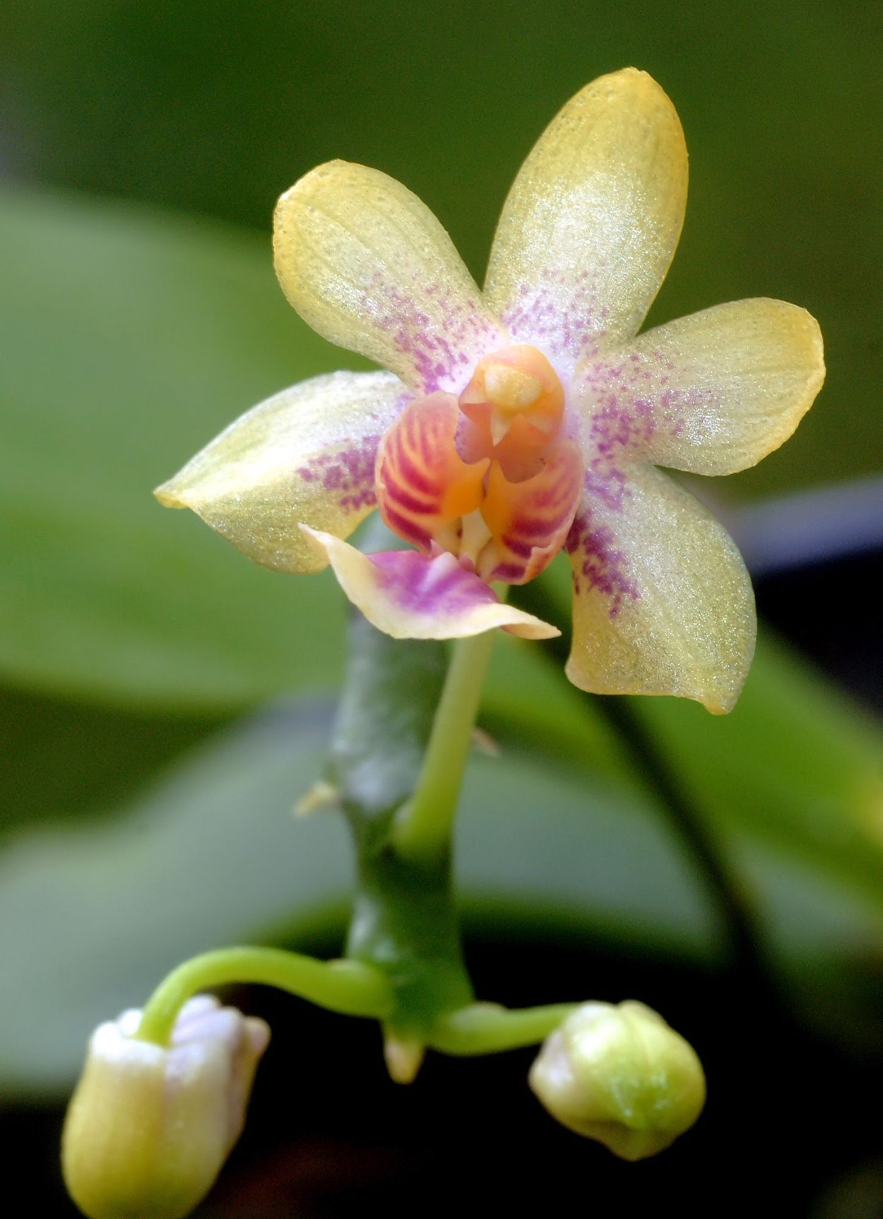 Фаленопсис саммер Бриз