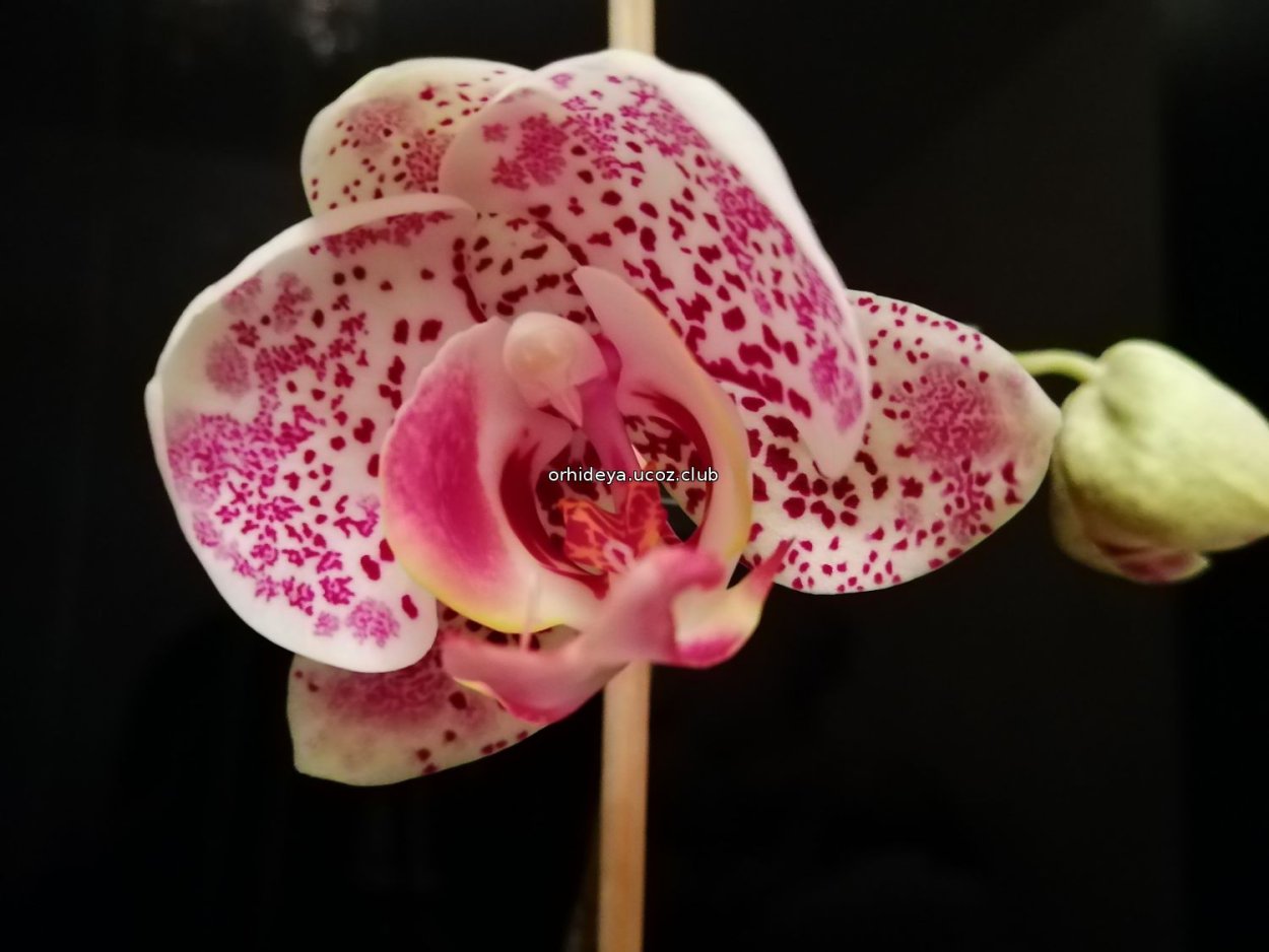 Yellow Chocolate фаленопсис