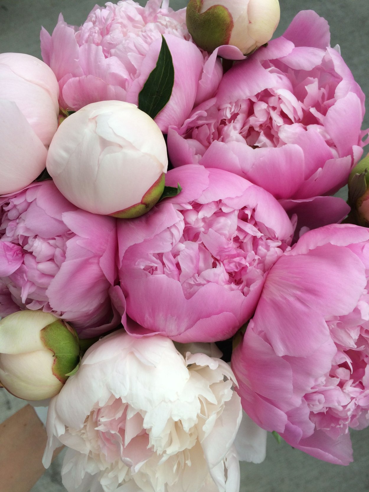 Пионы бутоны букет