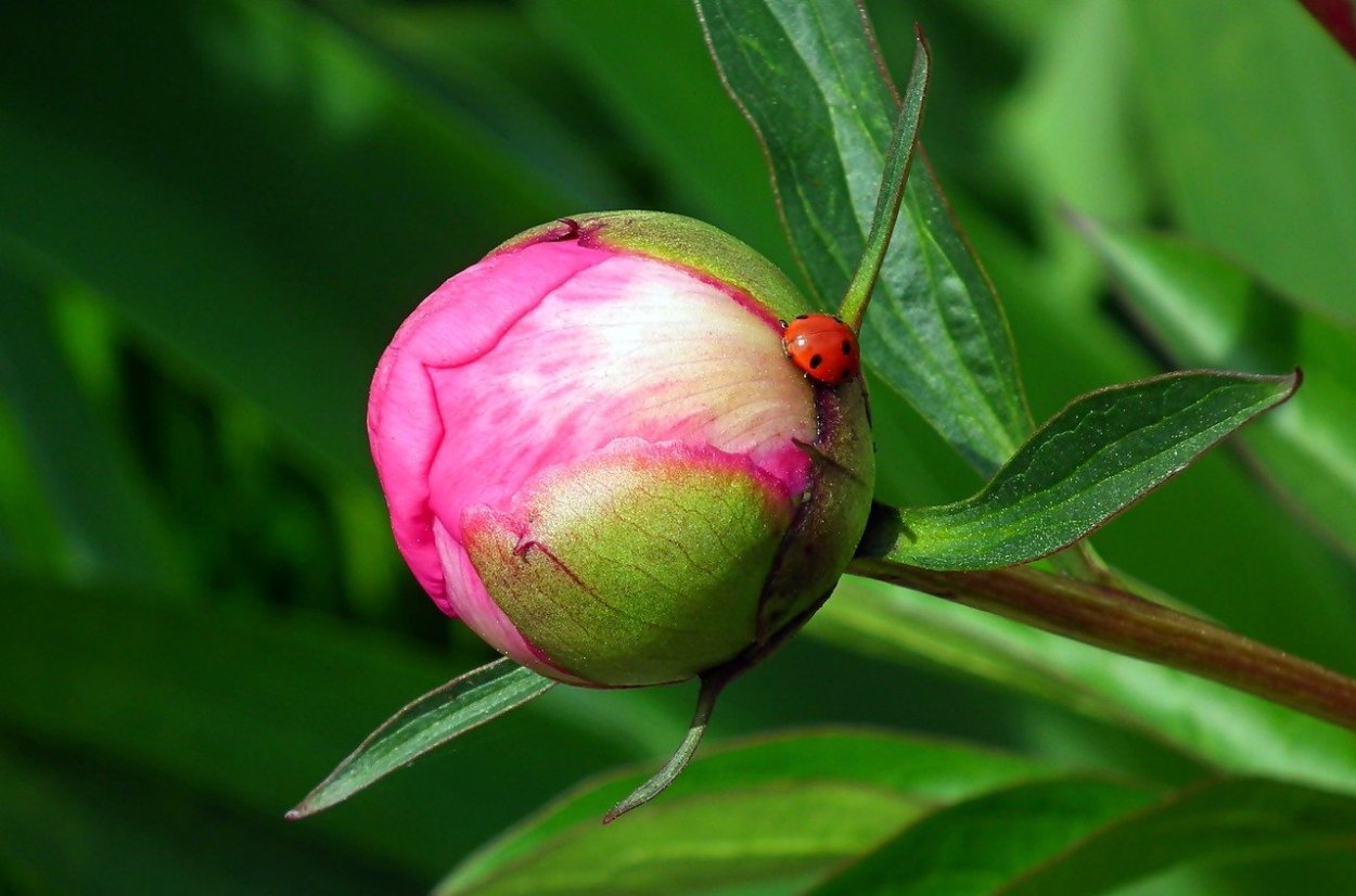 Пион обратнояйцевидный