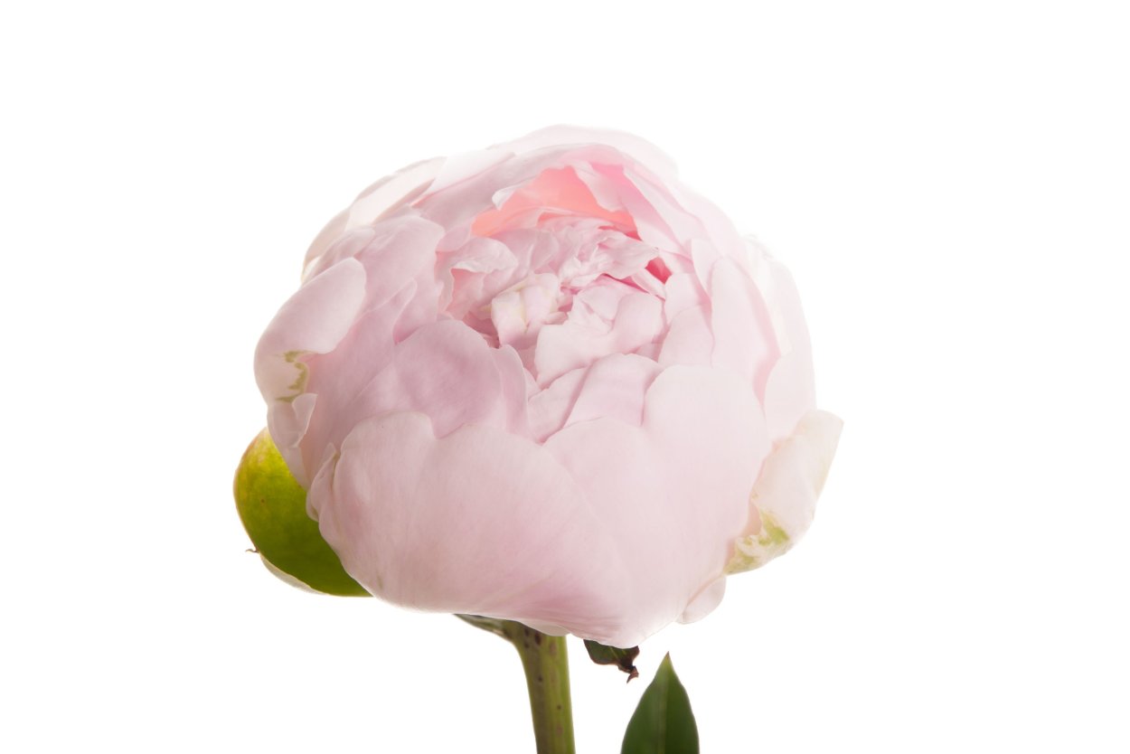 Пионы на белом фоне