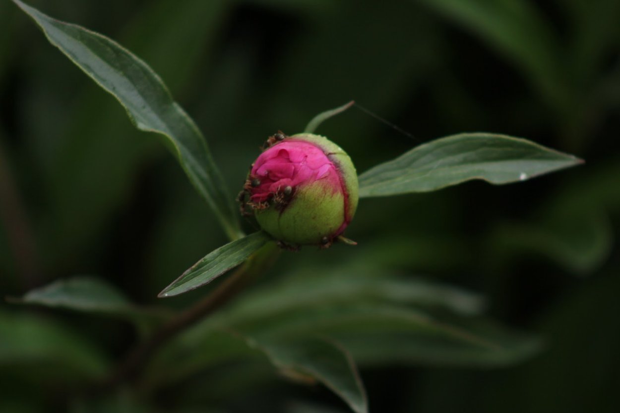 Пионы нераспустившиеся